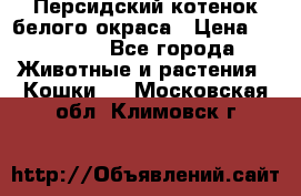 Персидский котенок белого окраса › Цена ­ 35 000 - Все города Животные и растения » Кошки   . Московская обл.,Климовск г.